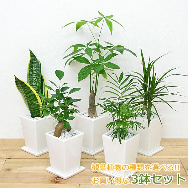 観葉植物 3号スクエア陶器鉢植え 3鉢セット おしゃれ お祝い 【57%OFF!】 観葉植物 3号スクエア陶器鉢植え 3鉢セット おしゃれ お祝い 【57%OFF!】