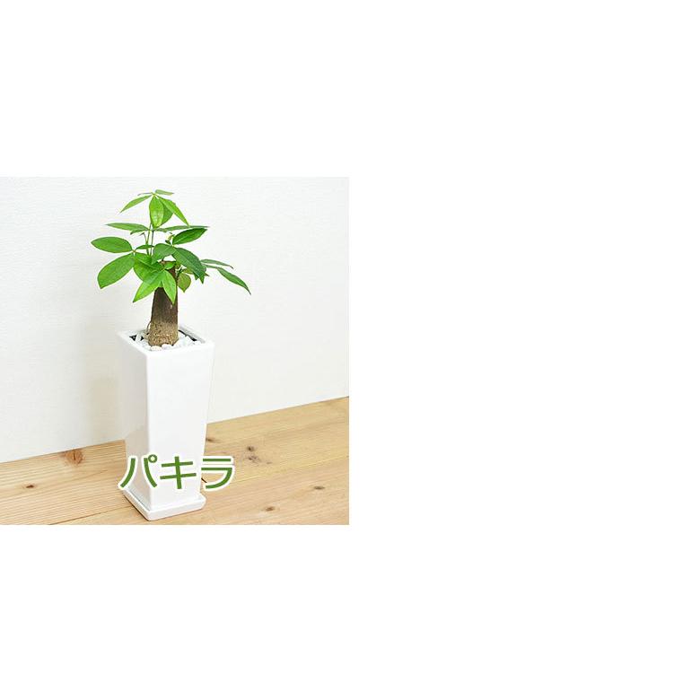 観葉植物 3号 4号 スクエア陶器鉢植え 4鉢セット おしゃれ お祝い