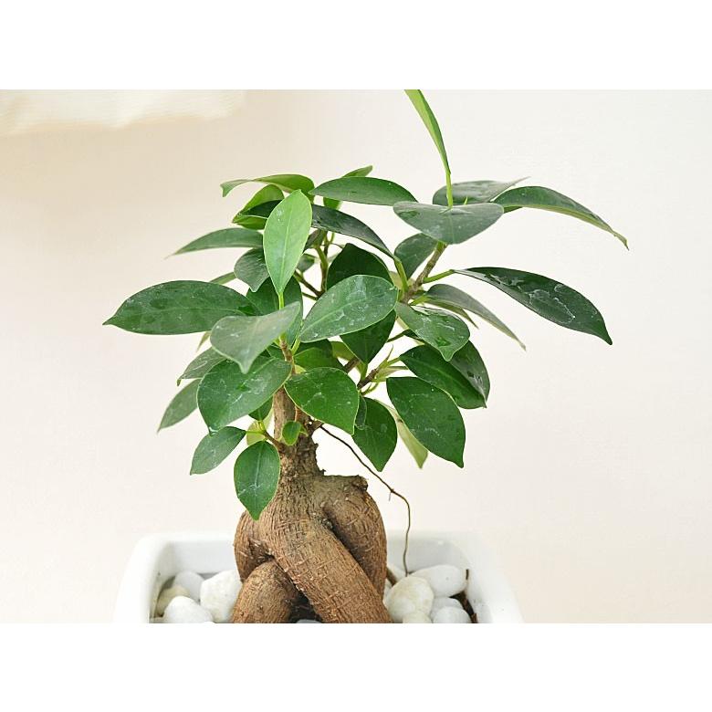 観葉植物 ガジュマル スクエア陶器鉢植え 3号 : フラワー