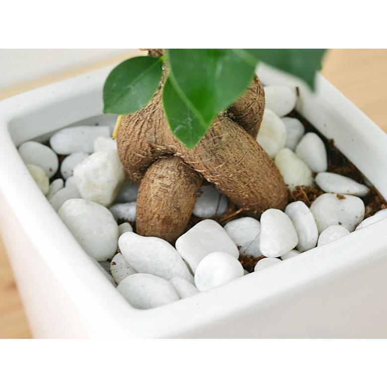 観葉植物 ガジュマル スクエア陶器鉢植え 3号 : フラワー