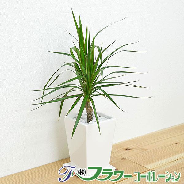 924円 セール品 観葉植物 ドラセナ コンシンネ マジナータ スクエア陶器鉢植え 3号