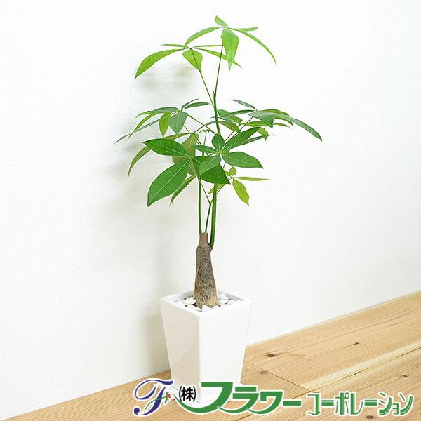 観葉植物 パキラ スクエア陶器鉢植え 3号（Yahoo!・フラワーコーポレーション）