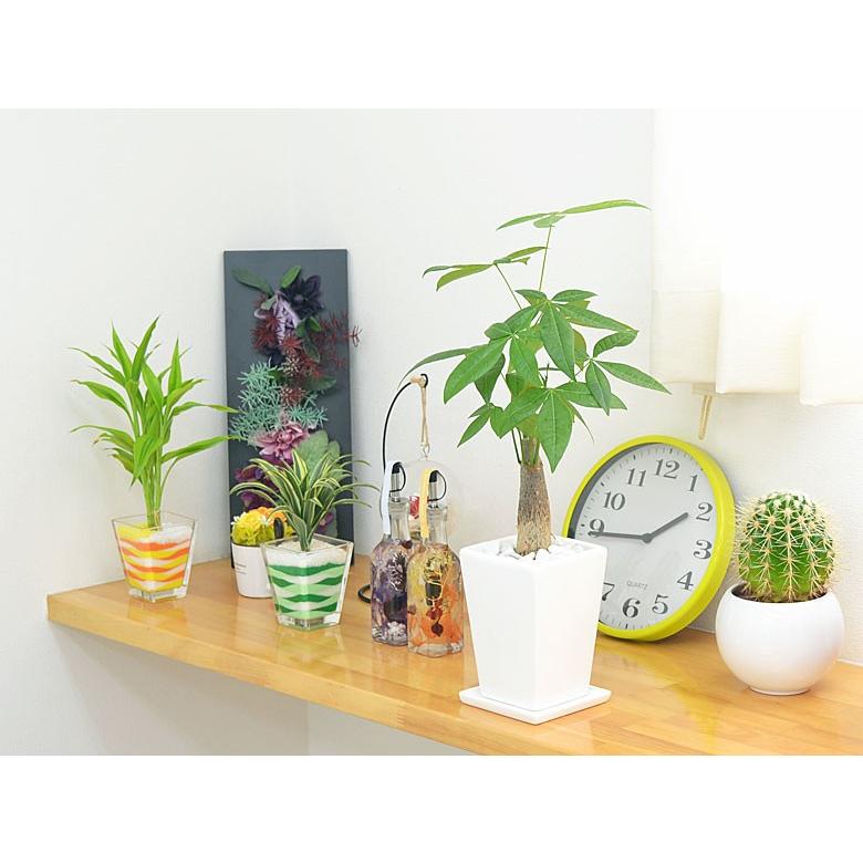 観葉植物 パキラ スクエア陶器鉢植え 3号 Skan フラワーコーポレーション 通販 Yahoo ショッピング