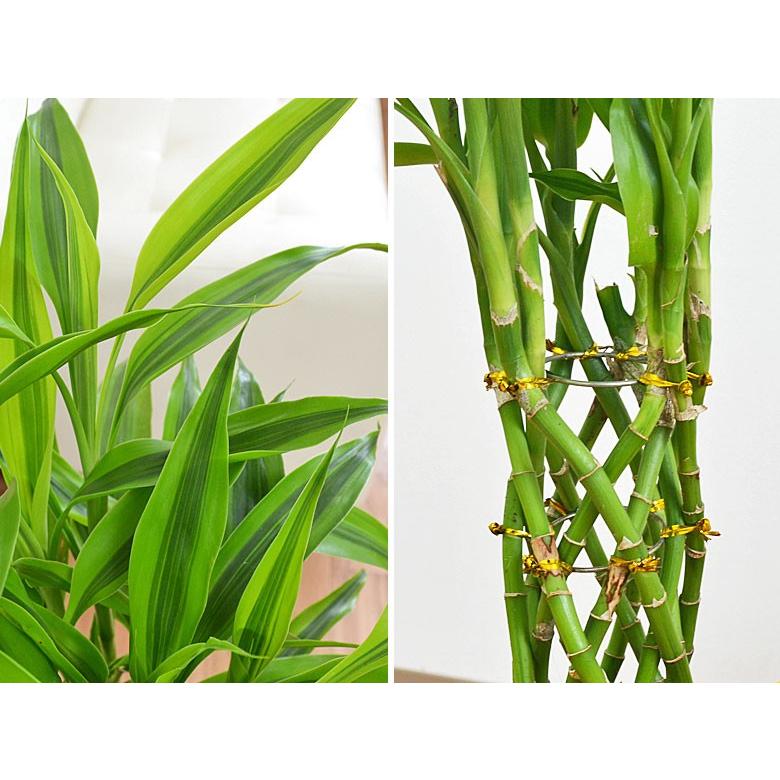 観葉植物 ミリオンバンブー 万年竹 おしゃれ お祝い 大型 カラースクエアポット 6号 Skan フラワーコーポレーション 通販 Yahoo ショッピング