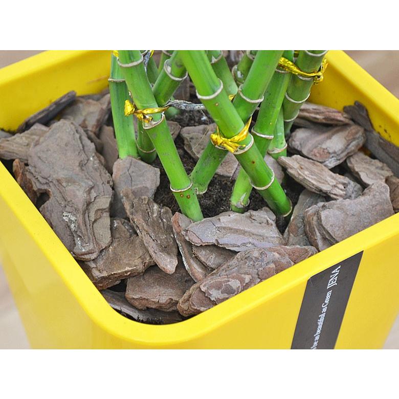 観葉植物 ミリオンバンブー 万年竹 おしゃれ お祝い 大型 カラースクエアポット 6号 Skan フラワーコーポレーション 通販 Yahoo ショッピング