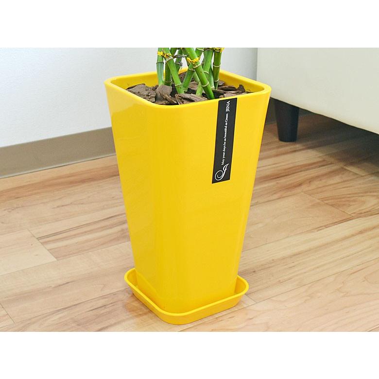 観葉植物 ミリオンバンブー 万年竹 おしゃれ お祝い 大型 カラースクエアポット 6号 Skan フラワーコーポレーション 通販 Yahoo ショッピング