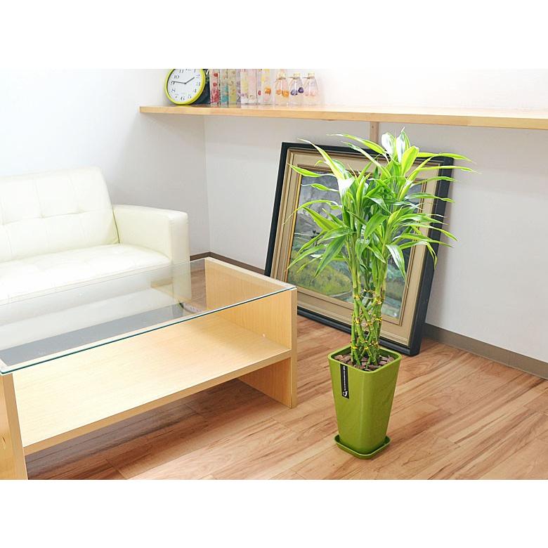 観葉植物 ミリオンバンブー 万年竹 おしゃれ お祝い 大型 カラースクエアポット 6号 Skan フラワーコーポレーション 通販 Yahoo ショッピング
