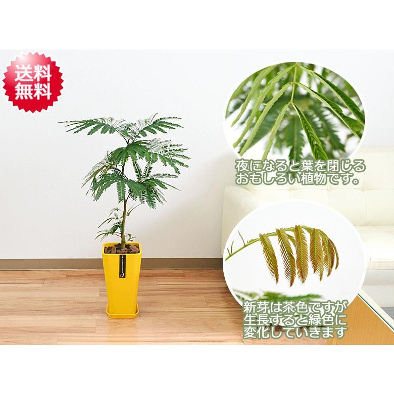 観葉植物 エバーフレッシュ 本物 おしゃれ お祝い 大型 カラースクエア 