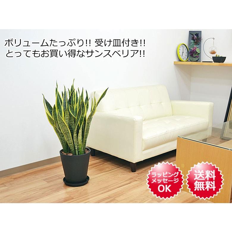 観葉植物 サンスベリア サンセベリア ローレンティ 多肉植物 8号