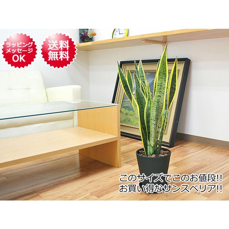 観葉植物 サンスベリア サンセベリア ローレンティ 多肉植物 6号セラート植え 大型 おしゃれ お祝い Skan フラワーコーポレーション 通販 Yahoo ショッピング