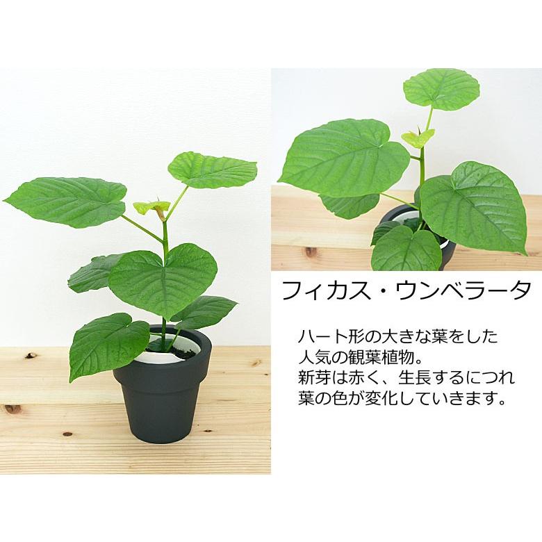 観葉植物 ウンベラータ エバーフレッシュ ガジュマル ヒメモンステラ テーブルヤシ 底面給水 3鉢セット 種類 選べる おしゃれ お祝い
