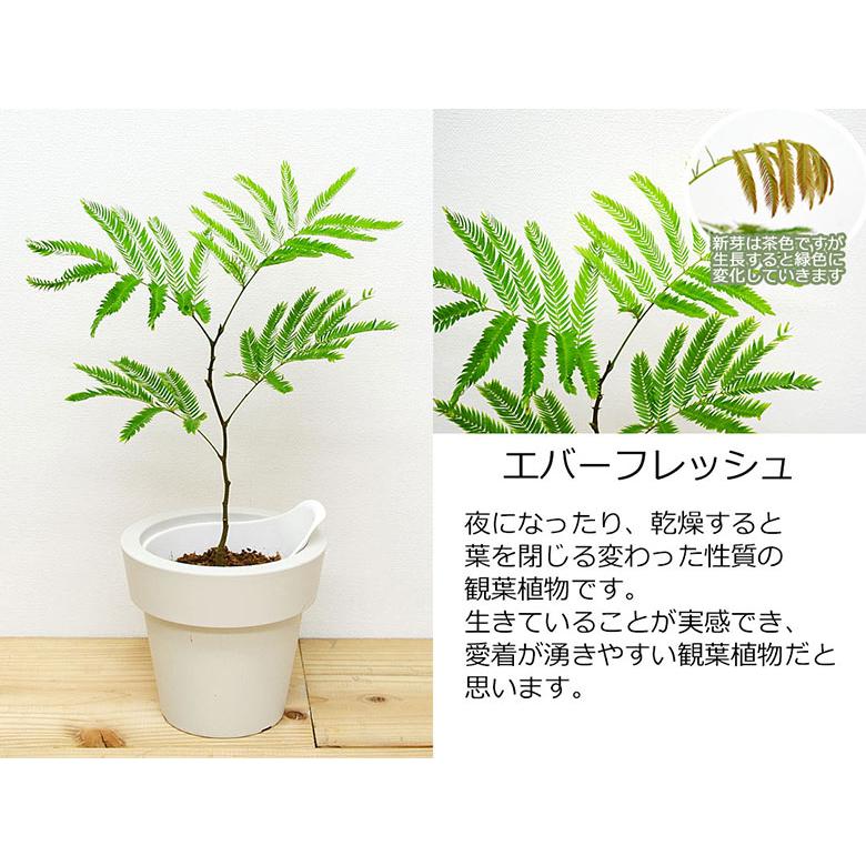 観葉植物 ウンベラータ エバーフレッシュ ガジュマル ヒメモンステラ 