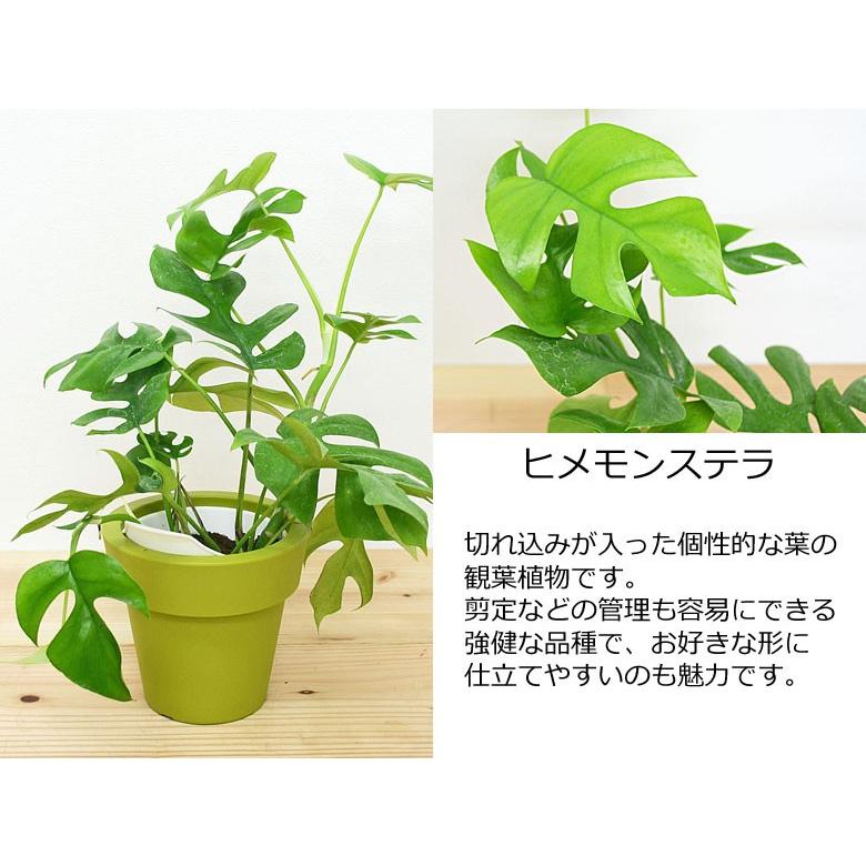 観葉植物 ウンベラータ エバーフレッシュ ガジュマル 底面給水 3鉢セット 種類 選べる おしゃれ お祝い｜flower-c｜06