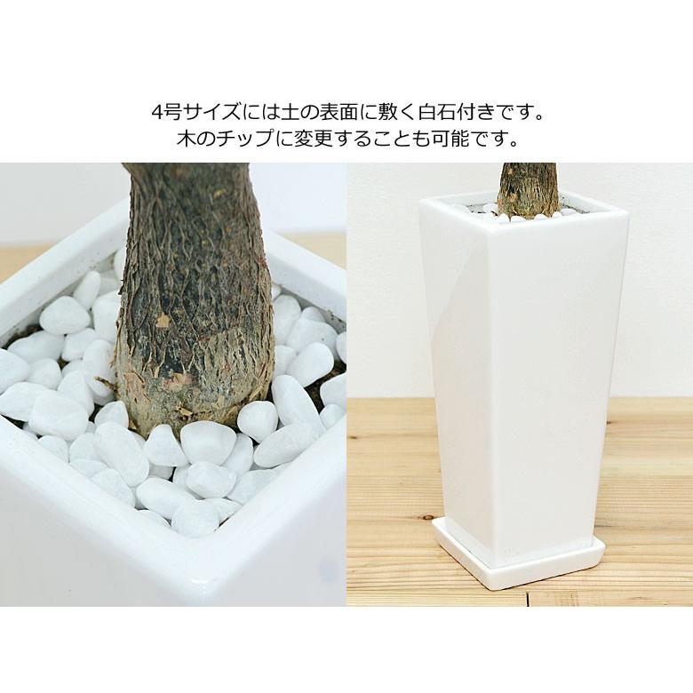 観葉植物 7号4号 2鉢セット 陶器鉢植え 選べる品種 おしゃれ お祝い