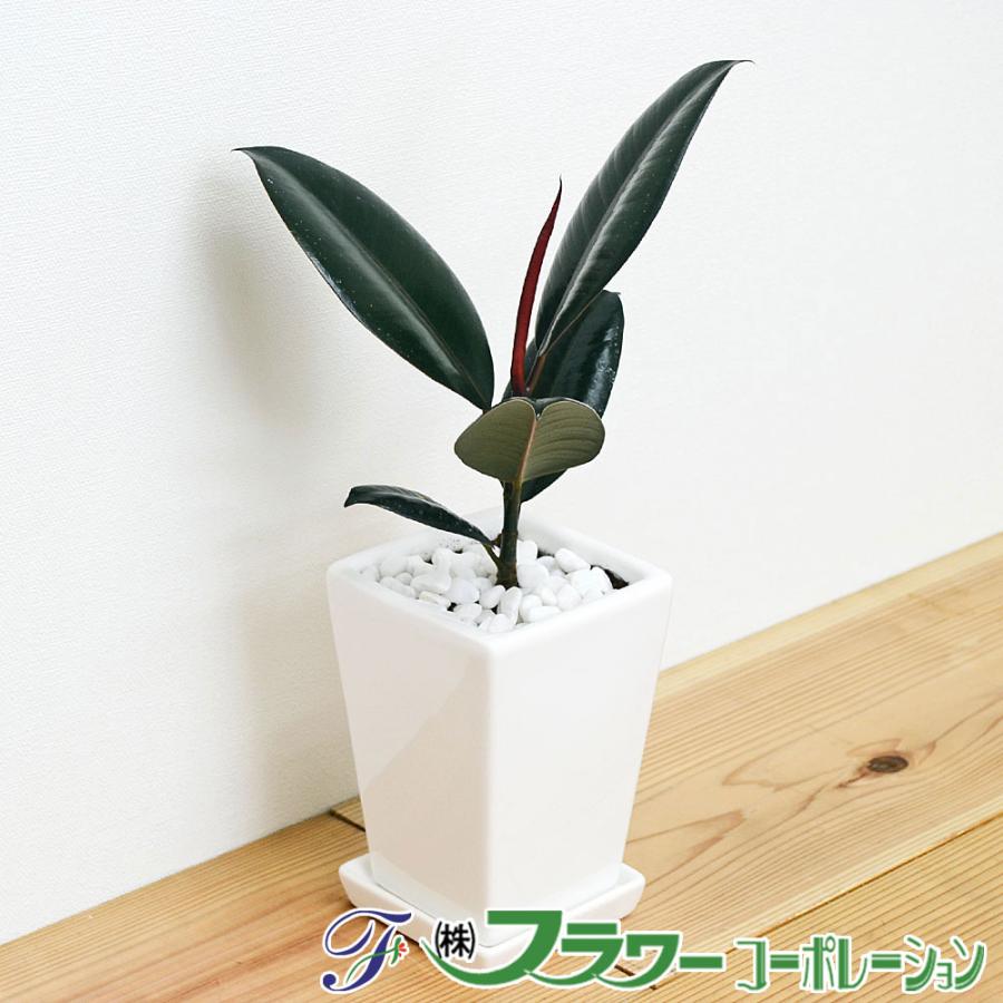 観葉植物 クロゴム フィカス バーガンディ おしゃれ お祝い スクエア陶器鉢植え 3号 玄関先迄納品