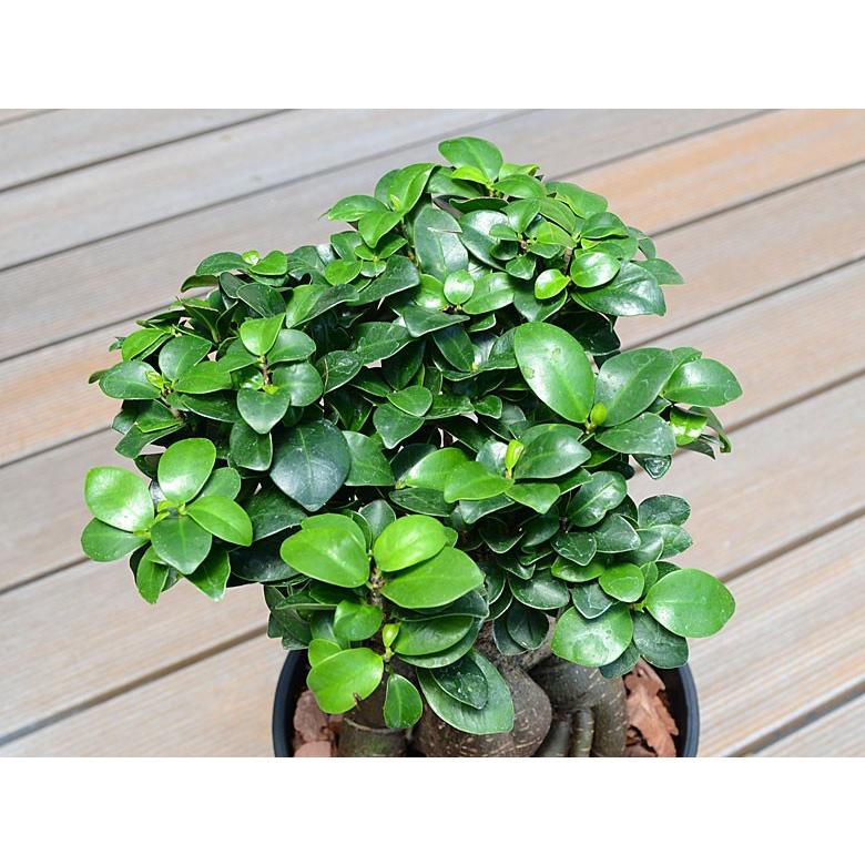 観葉植物 ガジュマル 多幸の木 おしゃれ お祝い 6号ブラックセラート鉢