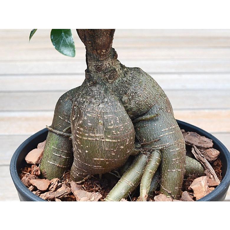 幸多き樹　ガジュマル 観葉植物 ガジュマル 多幸の木 おしゃれ お祝い 6号ブラックセラート鉢