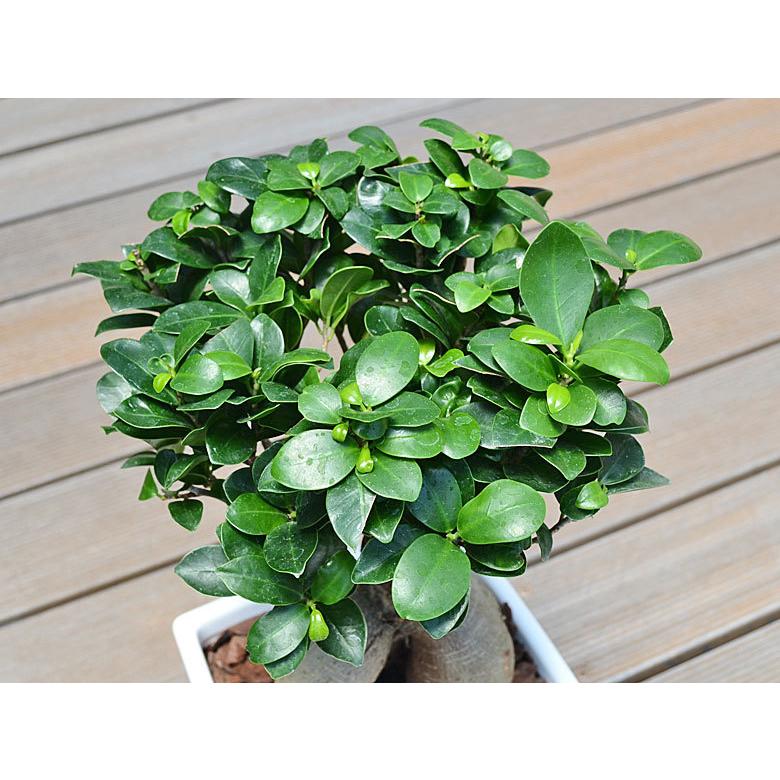 観葉植物 ガジュマル 多幸の木 おしゃれ お祝い ホワイトスクエア陶器
