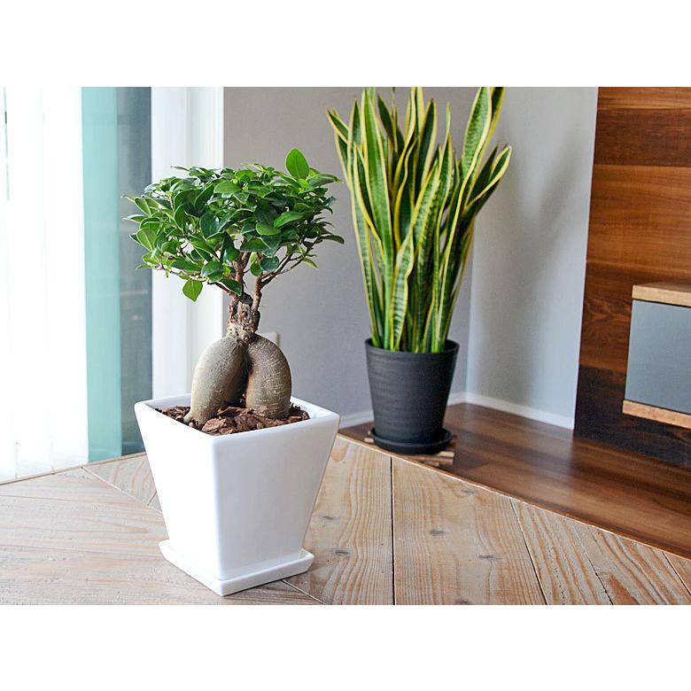 観葉植物 ガジュマル 多幸の木 おしゃれ お祝い ホワイトスクエア陶器