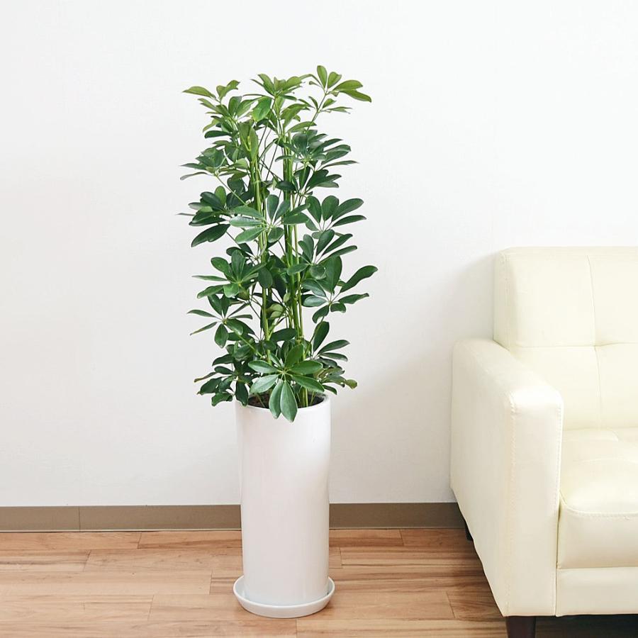 観葉植物 シェフレラ ホンコンカポック 青葉 7号 円柱形陶器鉢 おしゃれ お祝い ホワイト :skan-000458:フラワーコーポレーション - 通販 - Yahoo!ショッピング 観葉植物 シェフレラ ホンコンカポック 青葉 7号 円柱形陶器鉢 おしゃれ お祝い ホワイト :skan-000458:フラワーコーポレーション - 通販 - Yahoo!ショッピング