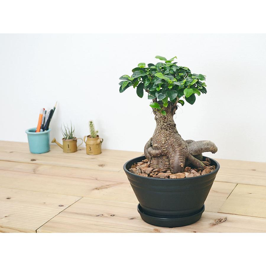 観葉植物 ガジュマル 多幸の木 セラート すり鉢 ブラック 観葉植物 ガジュマル 多幸の木 セラート すり鉢 ブラック
