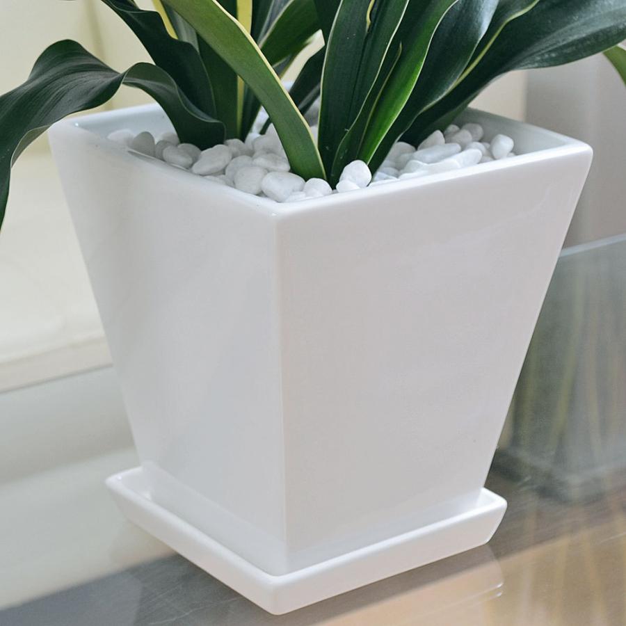 観葉植物 万年青 オモト 甲竜 コウリュウ 陶器鉢植え ホワイトスクエア おしゃれ お祝い Skan フラワーコーポレーション 通販 Yahoo ショッピング