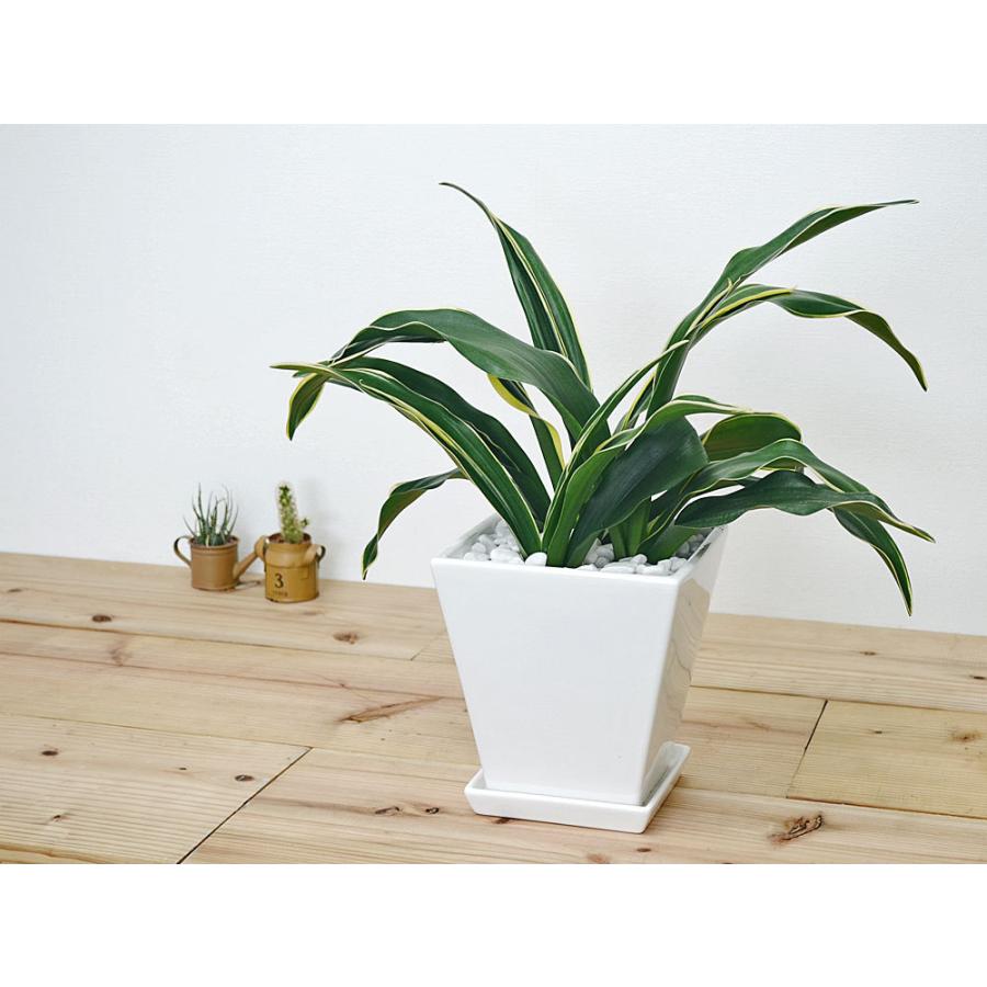 観葉植物 万年青 オモト 甲竜 コウリュウ 陶器鉢植え ホワイトスクエア おしゃれ お祝い Skan フラワーコーポレーション 通販 Yahoo ショッピング