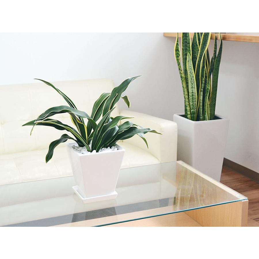 観葉植物 万年青 オモト 甲竜 コウリュウ 陶器鉢植え ホワイトスクエア おしゃれ お祝い Skan フラワーコーポレーション 通販 Yahoo ショッピング