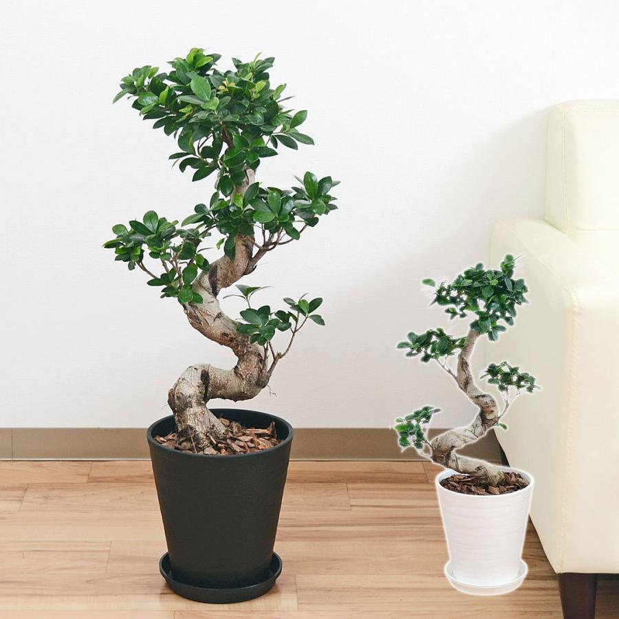 観葉植物 ガジュマル 多幸の木 曲がり仕立て セラート 7号 観葉植物 ガジュマル 多幸の木 曲がり仕立て セラート 7号
