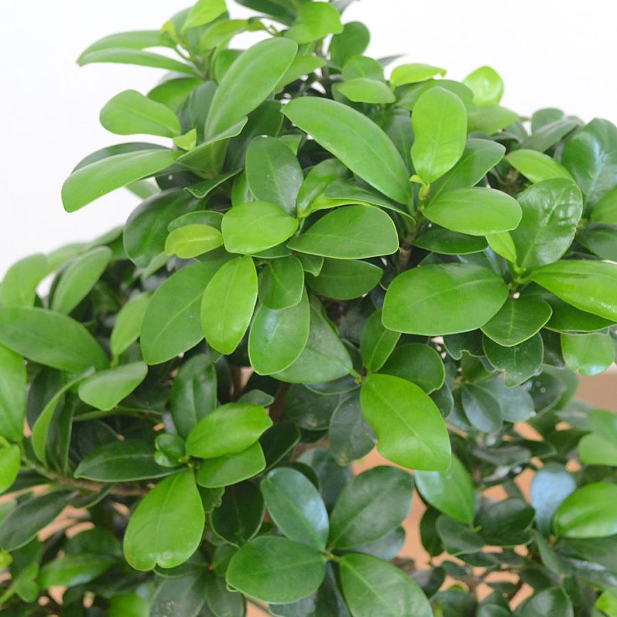 かっこよ♡ガジュマル　多幸の木　曲がり　7寸 観葉植物の販売・ギフトならフラワーコーポレーション / 観葉