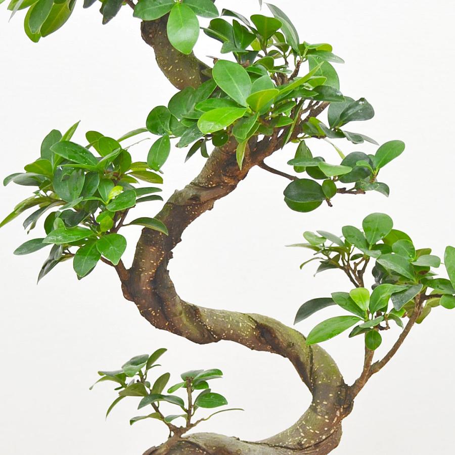 観葉植物 ガジュマル 多幸の木 曲がり仕立て 昇り竜 セラート 7号