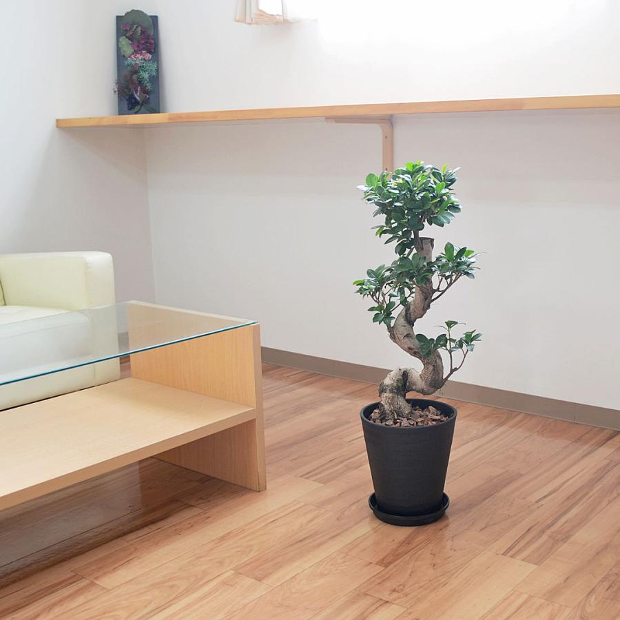 かっこよ♡ガジュマル多幸の木曲がり7寸