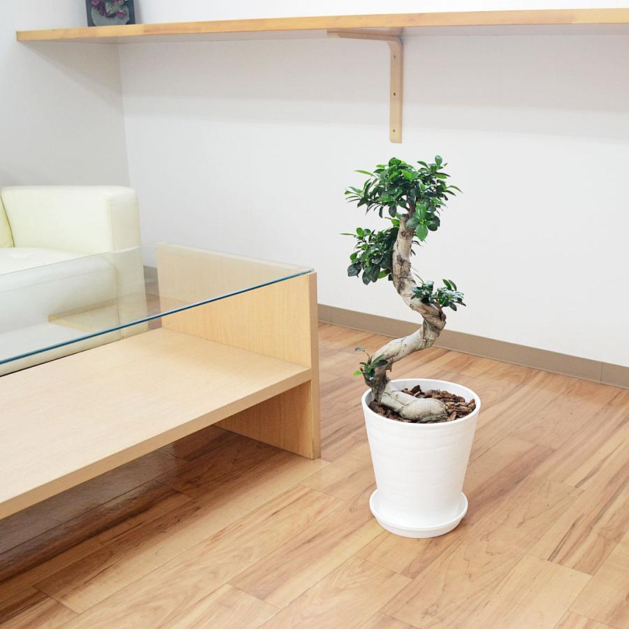 ガジュマル　盆栽仕立て　昇り龍　曲がり　7号鉢 ガジュマル 盆栽仕立て 昇り龍 曲がり 7号鉢