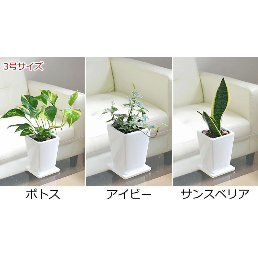 3300円 最新アイテム 観葉植物 4鉢セット 7号 6号 4号 3号 モンステラ ガジュマル サンスベリア ヤシ ベンジャミン おしゃれ お祝い 送料無料