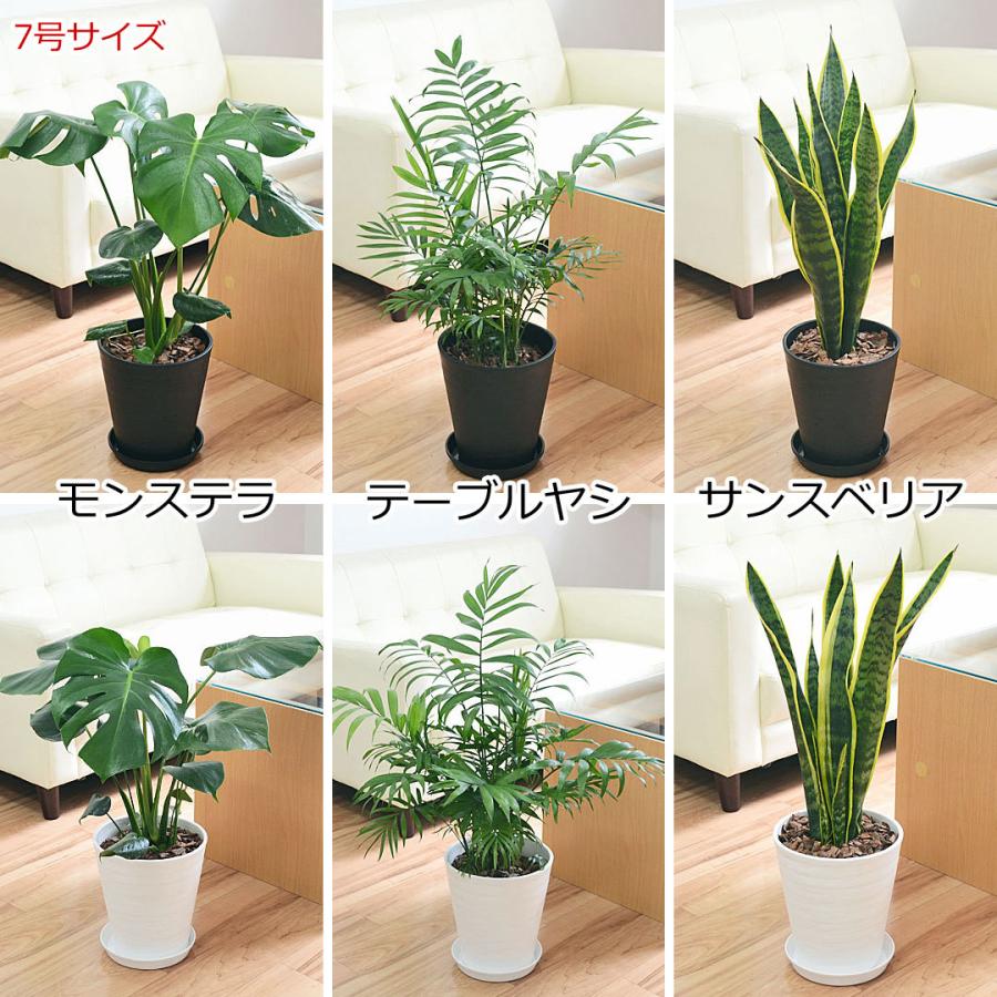 3300円 最新アイテム 観葉植物 4鉢セット 7号 6号 4号 3号 モンステラ ガジュマル サンスベリア ヤシ ベンジャミン おしゃれ お祝い 送料無料