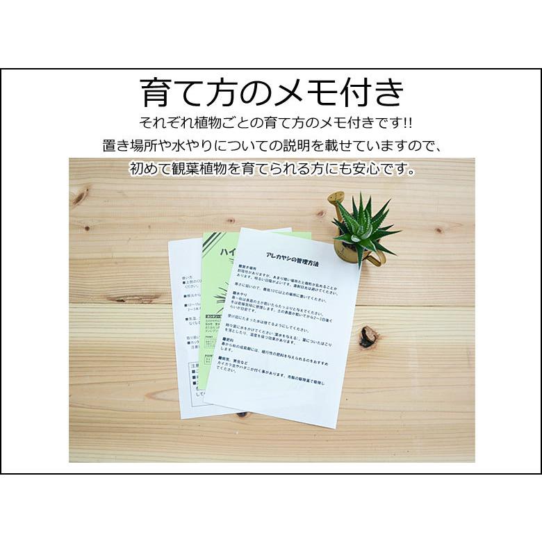 観葉植物 4鉢セット 7号 6号 4号 3号 モンステラ ガジュマル サンスベリア ヤシ ベンジャミン 種類 選べる おしゃれ お祝い 送料無料｜flower-c｜08