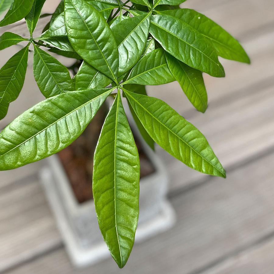 観葉植物 パキラ 編み込み セメント鉢 コンクリート キューブ おしゃれ
