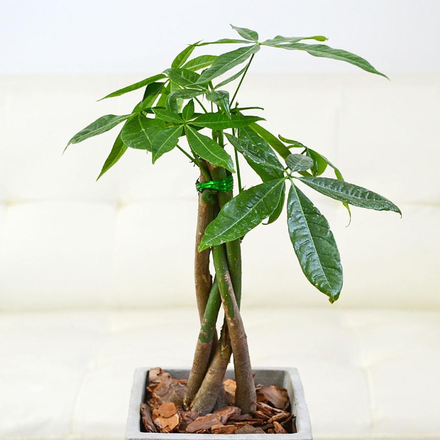 観葉植物 パキラ 編み込み セメント鉢 コンクリート キューブ おしゃれ