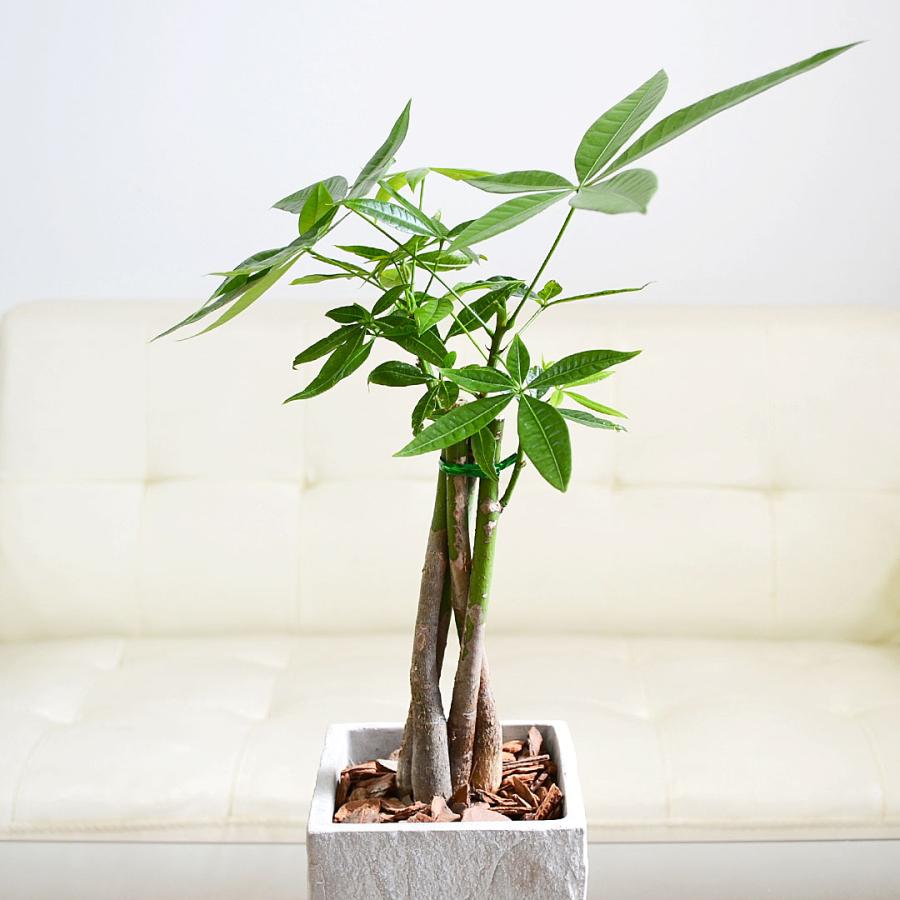 観葉植物 パキラ 編み込み セメント鉢 コンクリート キューブ おしゃれ
