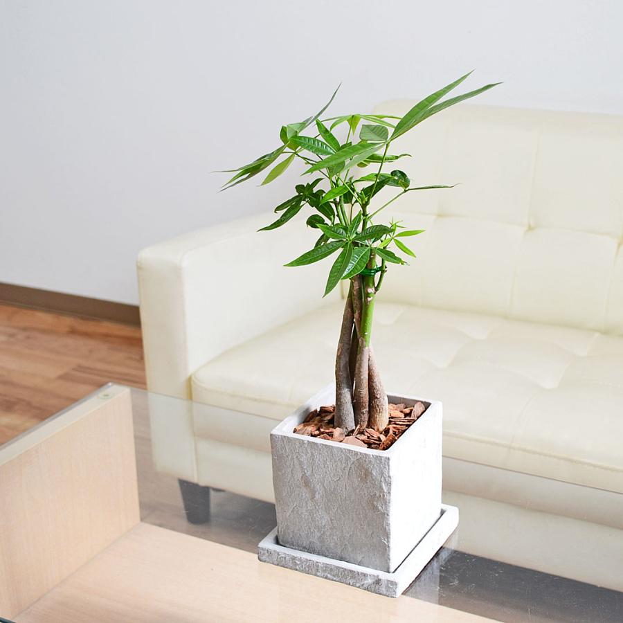 観葉植物 パキラ 編み込み セメント鉢 コンクリート キューブ おしゃれ