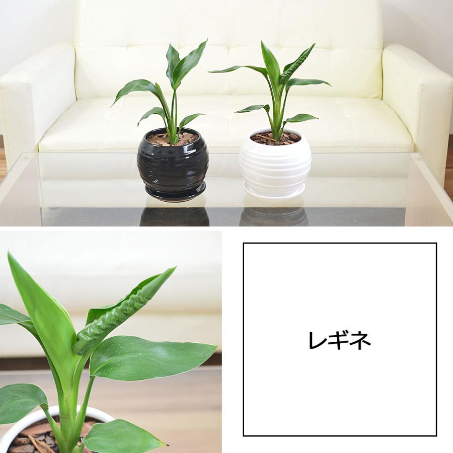 観葉植物 ガジュマル エバーフレッシュ ポトス アイビー レギネ 