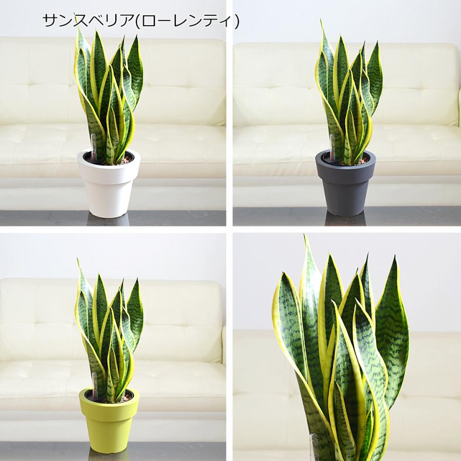 観葉植物 ガジュマル サンスベリア テーブルヤシ ハイドロカルチャー