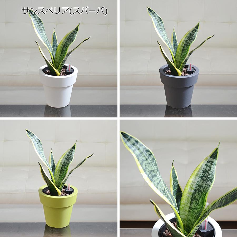 観葉植物 ガジュマル サンスベリア テーブルヤシ ハイドロカルチャー