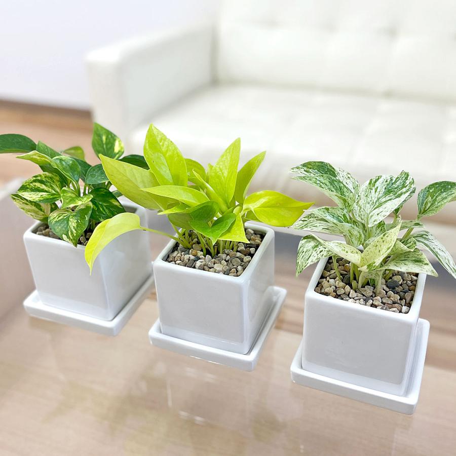 ポトス 2鉢セット 白い鉢 観葉植物 ポトス 3種類 3鉢セット オウゴンカズラ 陶器鉢植え 白