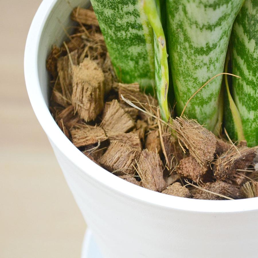 観葉植物 サンスベリア サンセベリア ローレンティ セラート鉢植え 5号