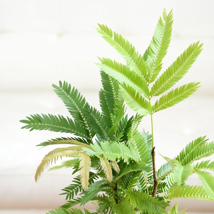 観葉植物 エバーフレッシュ キューブ陶器鉢植え ネムノキ 観葉植物 エバーフレッシュ キューブ陶器鉢植え ネムノキ