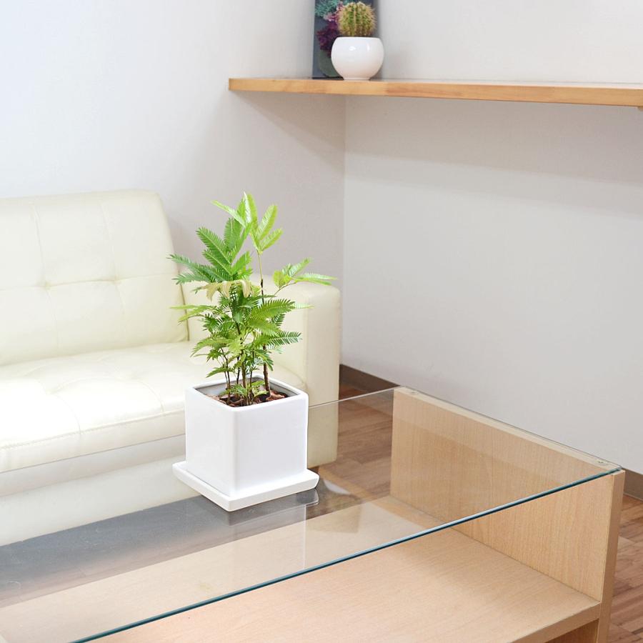 観葉植物 エバーフレッシュ キューブ陶器鉢植え ネムノキ ホワイト 白