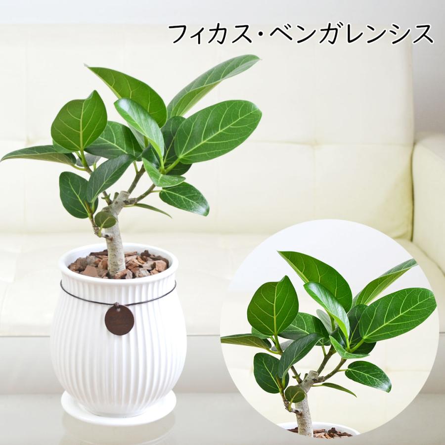 観葉植物 ガジュマル サンスベリア ヒメモンステラ フィカス ゴム 陶器