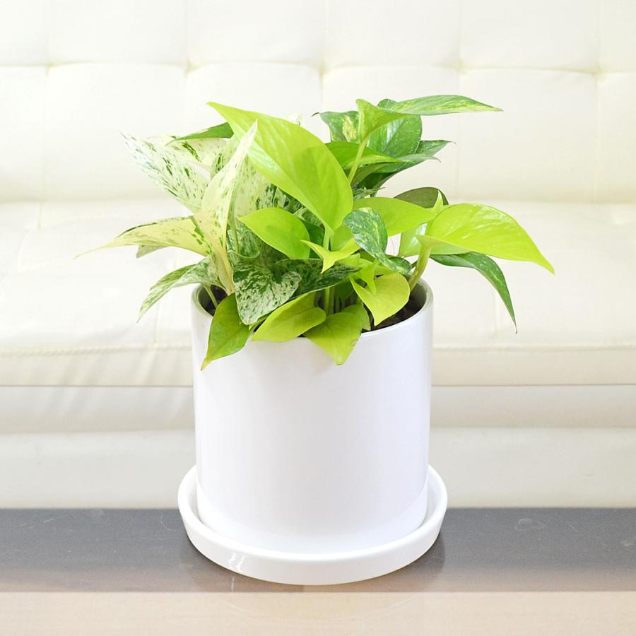 人工観葉植物ポトスと陶器鉢と受皿を５０００円でお売ります。 観葉植物 ポトス オウゴンカズラ 3種類寄せ植え ボール形陶器鉢植え