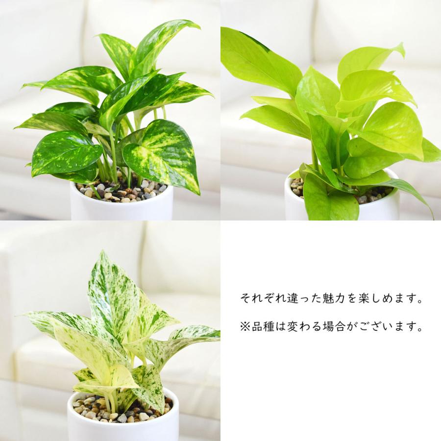 観葉植物 ポトス 3種類 3鉢セット オウゴンカズラ 陶器鉢植え 白